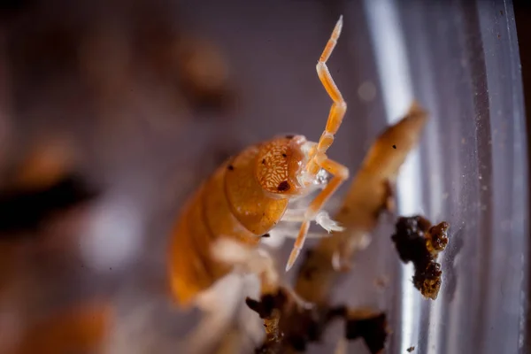 Un grazioso woodlouse arancione fotografato in cattività Foto Stock Royalty Free