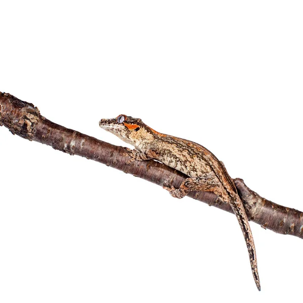 Chrlič, New Caledonian hrbolatá gecko na bílém pozadí — Stock fotografie