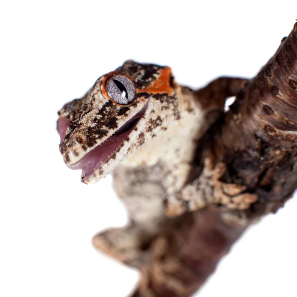 Горгульї, Нової Каледонії вибоїстій gecko на білому — стокове фото