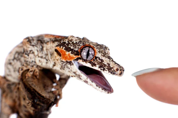 De gargoyle, nieuwe Caledonian hobbelige gecko op wit Stockafbeelding