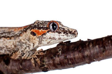 Çirkin yaratık, Yeni Kaledonya inişli çıkışlı gecko beyaz