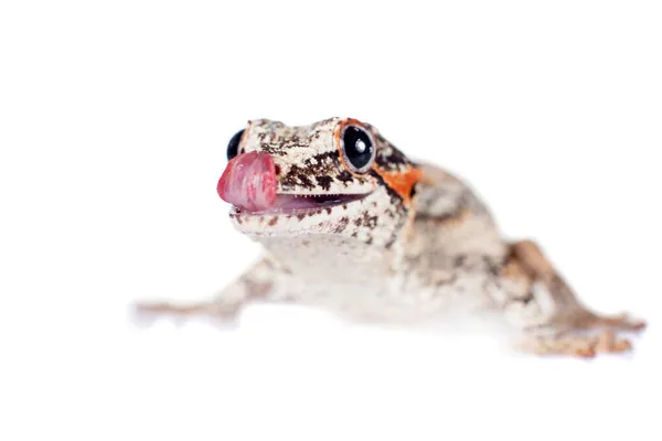 A gárgula, New Caledonian gecko esburacada em branco — Fotografia de Stock