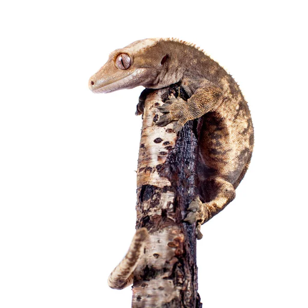 Новокаледонский геккон, изолированный на белом — стоковое фото