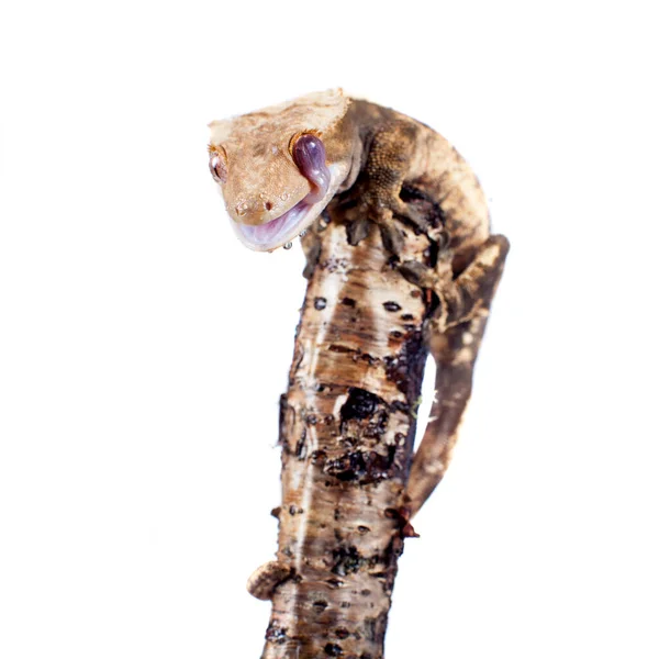 Nova caledônia crista gecko isolado em branco — Fotografia de Stock