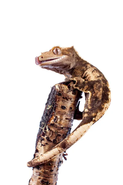 New Caledonian crested gecko izolowane na białym — Zdjęcie stockowe