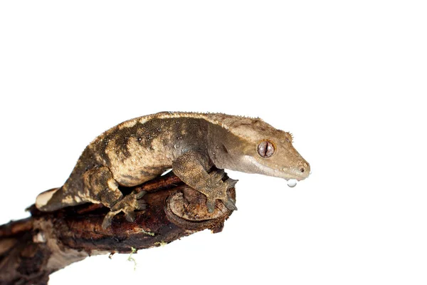 Gecko crêpé de Nouvelle-Calédonie isolé sur blanc — Photo