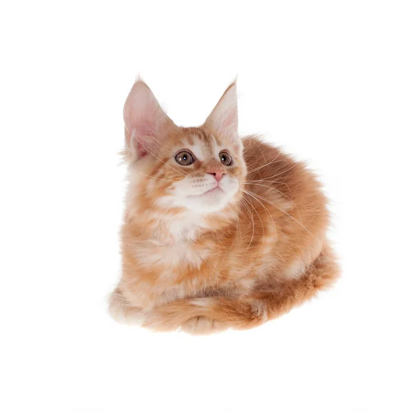 Red Maine Coon cat isoated on white — Stock Photo, Image