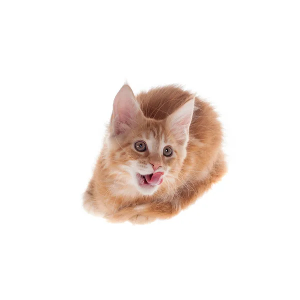 Red Maine Coon gato isoated en blanco —  Fotos de Stock