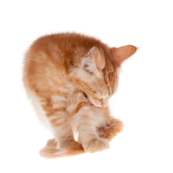 Red Maine Coon cat isoated on white — Stock Photo, Image