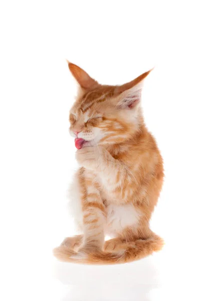 白に隔離されたレッドメインコーン猫 — ストック写真