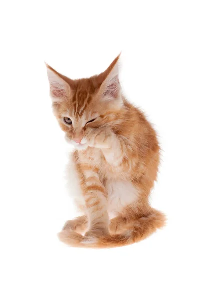 Red Maine Coon gato isoated en blanco —  Fotos de Stock