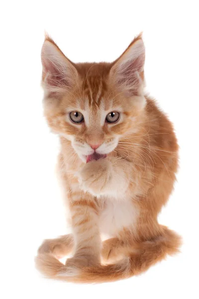 Red Maine Coon cat isoated on white — Stock Photo, Image