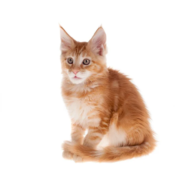白に隔離されたレッドメインコーン猫 — ストック写真