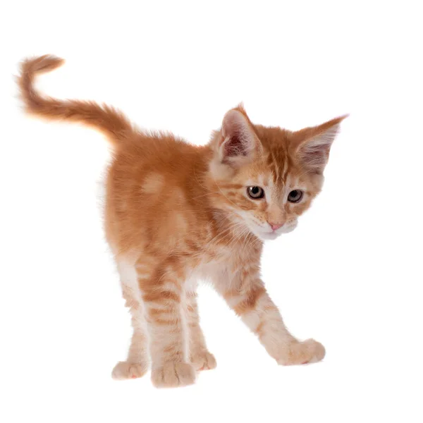 Red Maine Coon cat isoated on white — Stock Photo, Image