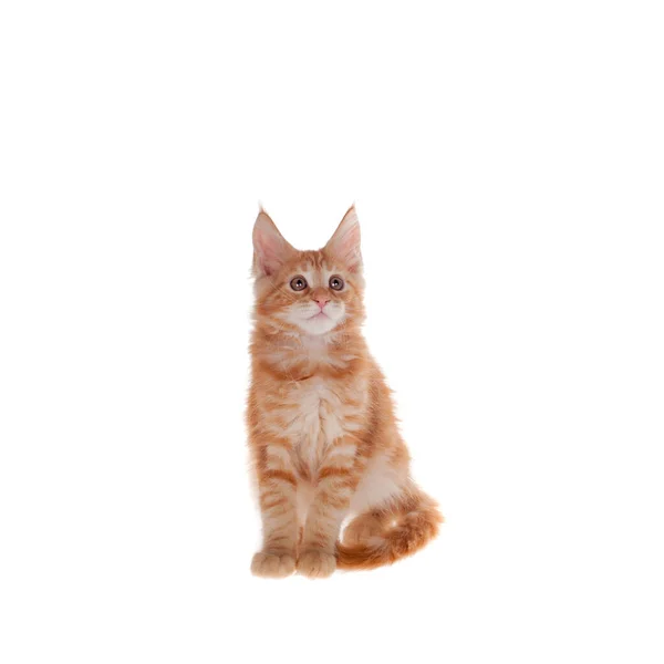 Rote Maine Coon Katze isoated auf weiß — Stockfoto