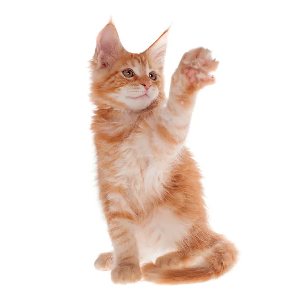 Chat rouge du Maine Coon isolé sur blanc — Photo