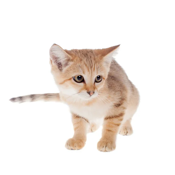 The Sand dune cat isolated on white — Stock Photo, Image