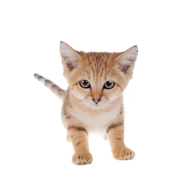 The Sand dune cat isolated on white — Stock Photo, Image