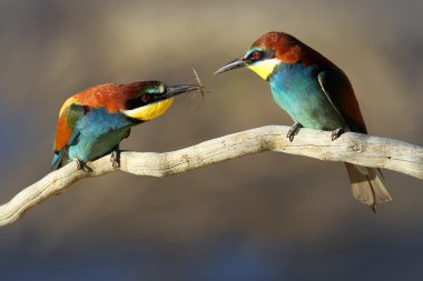 erkek & kadın Avrupa arı kuşugiller (arı kuşu apiaster Kur)