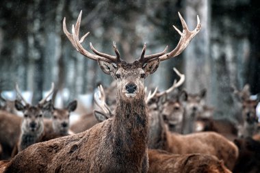 Kızıl Geyik Geyiği ve Herd (Cervus elaphus) İskoç Karında