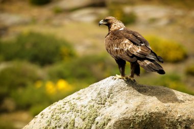 kayanın üzerinde tünemiş kartalı (aquila chrysaetos)