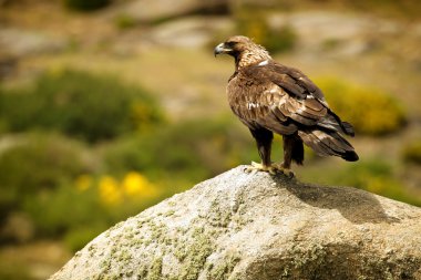 Golden Eagle (Aquila chrysaetos) perched on rock clipart
