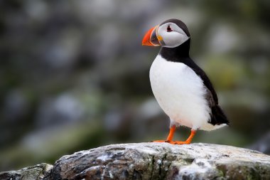 uçurumun tepesinde duran Atlantik martı (fratercula arctica)