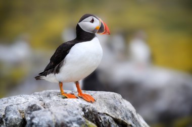 uçurumun tepesinde duran Atlantik martı (fratercula arctica)