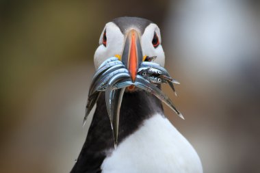 Atlantic Puffin (Fratercula arctica) with sand eels in its beak clipart