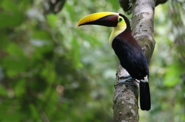 carara, Kosta Rika, kestane mandibled Tukan (ramphastos swainsonii).