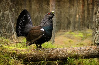 Batı çalıhorozu (tetrao urogallus) orman arasında düşmüş bir ağaç üzerinde durdu. Bu görüntü İskoçya dağlarında çekildi.
