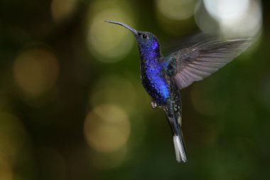 monteverde bulut ormanı, Kosta Rika, Menekşe sabrewing sinek kuşu (campylopterus hemileucurus).