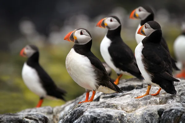 Uçurumun tepesinde duran Atlantik puffins (fratercula arctica) — Stok fotoğraf