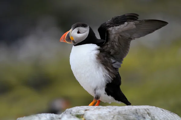 Atlantic Puffin (Fratercula arctica) stood on cliff top stretching — Stock Photo, Image