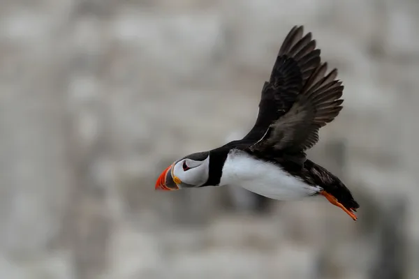 Puffin Atlántico (Fratercula arctica) en vuelo — Foto de Stock