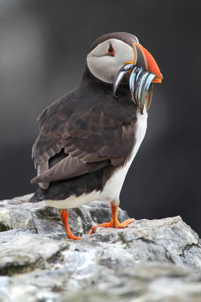 Atlantic Puffin (Fratercula arctica) with sand eels in its beak — Stock Photo, Image