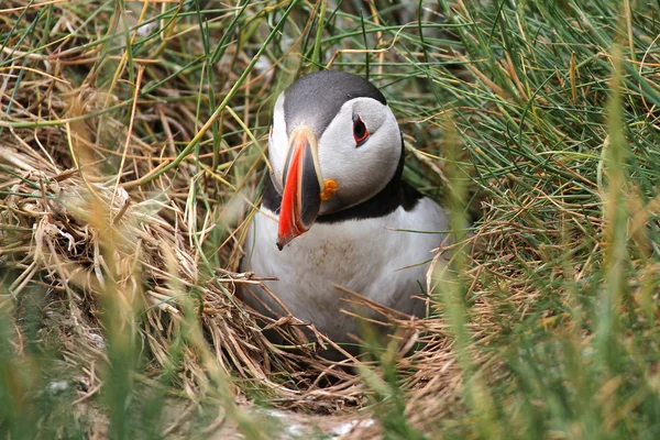 Atlantic Puffin (Fratercula arctica) coming out of burrow — Stock Photo, Image