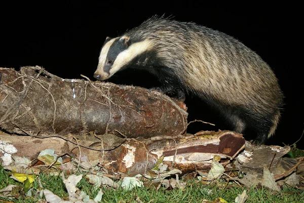 European Badger (Meles meles) at night sniffing a log — Stock Photo, Image