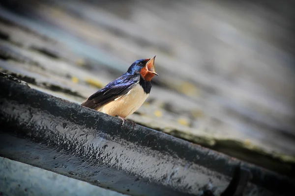 Barn swallow wywołanie z dachu — Zdjęcie stockowe