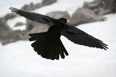 Sarı gagalı dağ kargası, uçuş ile Alp sahne arka plan olarak da bilinen Alp dağ kargası (pyrrhocorax graculus).