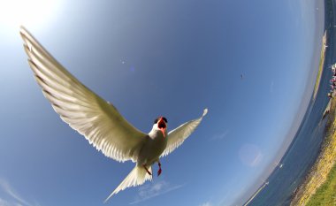 Kuzey Kutup sumrusu (sterna paradisaea) uçuş