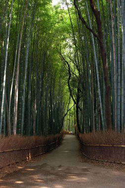 arashiyama bambu ormanında kyoto, Japonya, Asya.