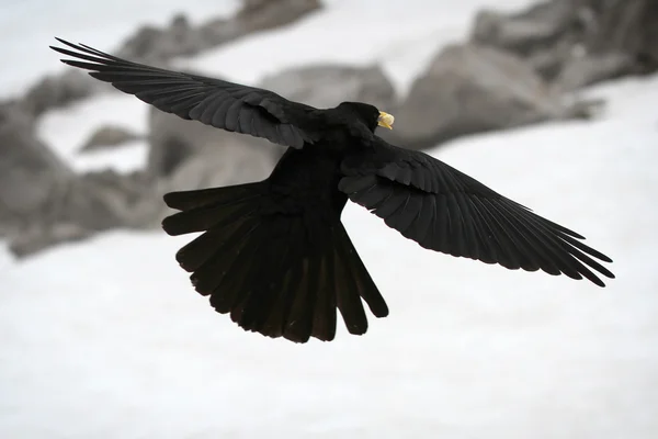 Alpine Chough (Pyrrhocorax graculus) also known as Yellow-billed Chough, in flight with Alpine scenery background. — Stock Photo, Image