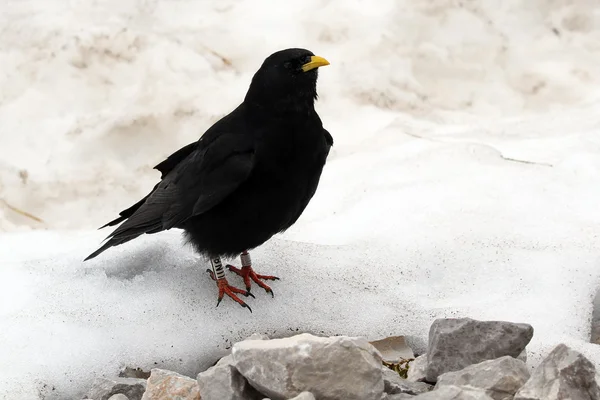 Alpine Chough (Pyrrhocorax graculus) also known as Yellow-billed Chough, with Alpine scenery background. — Stock Photo, Image