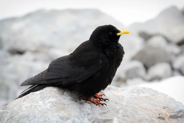 Havasi csóka ((Pyrrhocorax graculus)) is ismert, mint a Sárgacsőrű csóka, alpesi táj háttér. — Stock Fotó