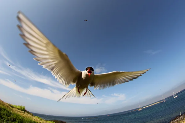 Arctic Tern (Sterna paradisaea) in flight — Stock Photo, Image