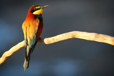 sabah güneşin dal tünemiş Avrupa arı kuşugiller (arı kuşu apiaster)