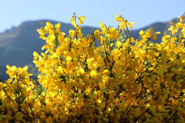 Sarı süpürge veya spartium İspanyol Dağları