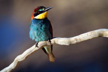 European Bee-eater (Merops apiaster) perched on a branch in the early morning sun clipart