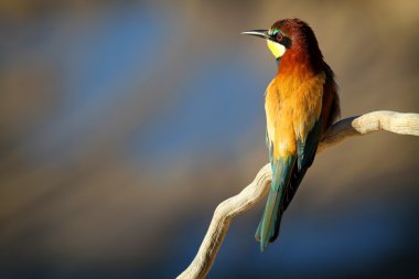 sabah güneşin dal tünemiş Avrupa arı kuşugiller (arı kuşu apiaster)